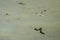 Tern or sternidae birds are flying over a shallow vegetated water of a coastal lake for feeding on fish during daytime