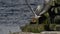 The tern takes off. Slow motion. Stony coast. Scientific name: Sterna hirundo. Ladoga Lake. Russia