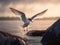 A tern taking off