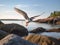 A tern taking off