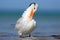 Tern in the water, cleaning plumage. Royal Tern, Sterna maxima or Thalasseus maximus, seabird on the beach, bird in clear nature