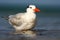 Tern in the water. Royal Tern, Sterna maxima or Thalasseus maximus, seabird on the beach, bird in clear nature habitat, animal the