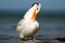 Tern in the water. Royal Tern, Sterna maxima or Thalasseus maximus, seabird on the beach, bird in clear nature habitat, animal the