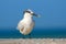 Tern in the water. Royal Tern, Sterna maxima or Thalasseus maximus, seabird on the beach, bird in clear nature habitat, animal the