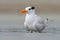 Tern in the water. Royal Tern, Sterna maxima or Thalasseus maximus, seabird of the tern family Sternidae, bird in the clear nature