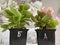 ternally blooming white and pink seedlings in pots, ready for planting in the open ground