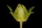 Ternate-Leaved Cinquefoil (Potentilla norvegica). Floral Bud Closeup