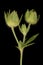 Ternate-Leaved Cinquefoil (Potentilla norvegica). Floral Buds Closeup