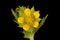 Ternate-Leaved Cinquefoil (Potentilla norvegica). Flower Closeup