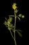 Ternate-Leaved Cinquefoil (Potentilla norvegica). Habit