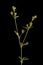 Ternate-Leaved Cinquefoil (Potentilla norvegica). Inflorescence