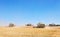 TERNOPIL - JULY 20: A few combines cutting a swath through the middle of a wheat field during harvest on July 20, 2017