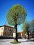 Ternovo tree