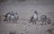 Terns on the Beach