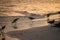 Terns on beach