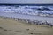 Terns on Beach in Florida