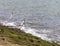 Terns catching prey and flying along the coastal region