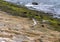 Terns catching prey and flying along the coastal region