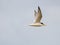 Terns catching prey and flying along the coastal region