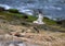 Terns catching prey and flying along the coastal region