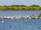 Terns and gulls resting on nature reserve de Kreupel island in I