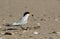 Terns are seabirds in the family Sternidae