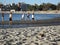 A Tero bird, Lapwing Vanellinae, one leg on the sand of the shoreline of the beach.