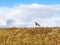 Tero bird or southern lapwing in Terra del Fuego near Ushuaia, P