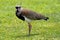 Tero (Uruguay\'s National Bird)