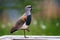 The tero Vanellus chilensis, also called leque, lapwing, caraway, pellar, queltehue and triel, among many other common names, is