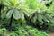 Terra Nostra botanical garden at Furnas, Azores, Portugal