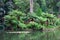 The Terra Nostra Garden on Sao Miguel island, Azores.