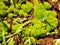 Terra Rossa Grown Moss Patches