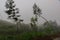 Terrace cultivation in mountains. Fresh green grass