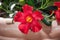 Terrace decorated with a flower pot filled with red flowers