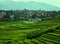 Terrace Farming - Step Farming in Himalayan Mountains in Asia - Countryside with Colorful Houses and Green Landscape