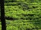 Terrace farming of tea garden in valley