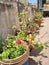 Terrace gardening with variety of plants