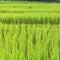 Terrace green rice fields of farming season