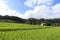 Terrace green rice fields of farming season