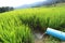 Terrace green rice fields of farming season