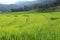 Terrace green rice fields of farming season