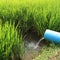 Terrace green rice fields of farming season