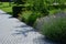 Terrace n garden in the park near the park house. stone steps slabs with light stone. On the edge of the wall, blue lavender grows