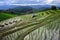 Terrace rice field on the mountain