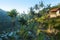 Terrace rice fields