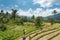 Terrace rice fields on a sunny day, Bali