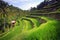 Terrace rice fields, ubud