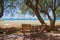 Terrace in the shade of Tamarisk trees