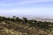 From the terrace view over the almond trees in the cultural landscapes of La Zubia, Spain